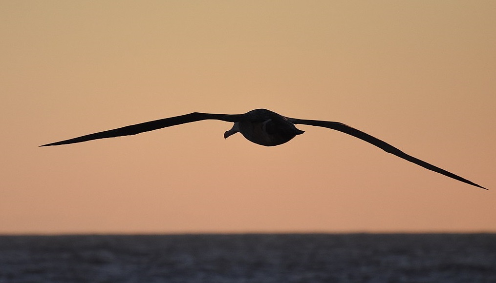 Pourquoi « L’Albatros » est-il un poème universel ?